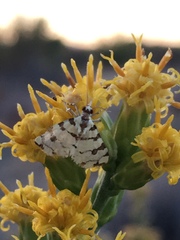 Conchylodes octonalis
