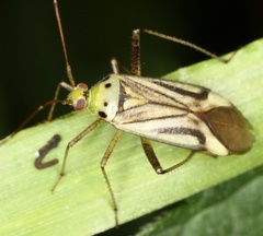 Adelphocoris quadripunctatus