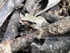 Pseudophilautus amboli