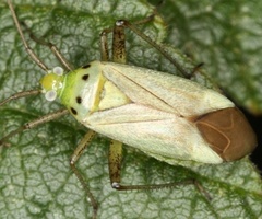 Adelphocoris quadripunctatus
