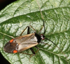Adelphocoris seticornis