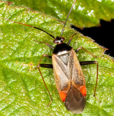 Adelphocoris seticornis