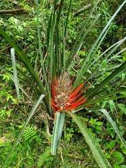 Bromelia