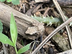 Pseudophilautus amboli