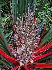 Bromelia