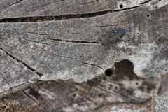 Chrysobothris affinis