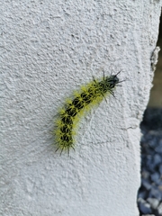 Leucanella