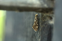 Triaxomera parasitella