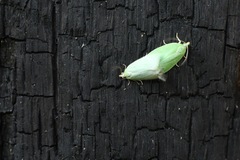 Tortrix viridana
