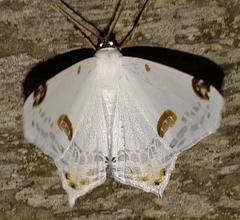 Sericoptera mahometaria
