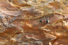 Thanasimus formicarius