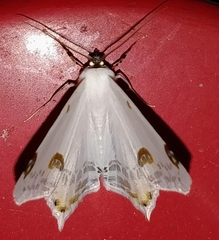 Sericoptera mahometaria