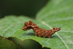 Falcaria lacertinaria