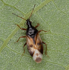 Anthocoris nemorum