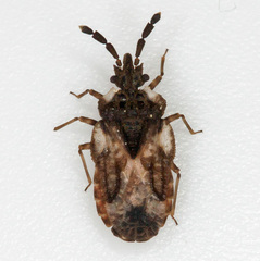 Aradus depressus