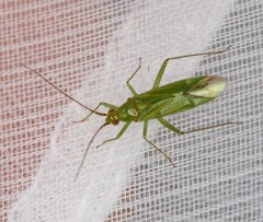 Blepharidopterus angulatus