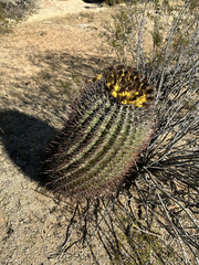Ferocactus emoryi