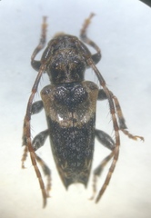 Pogonocherus hispidus