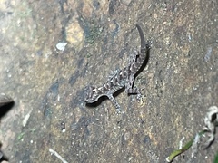 Cnemaspis goaensis