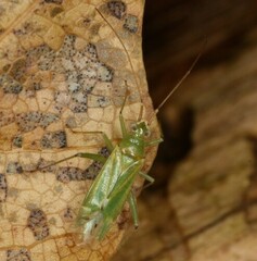 Blepharidopterus angulatus