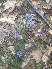 Sisyrinchium montanum