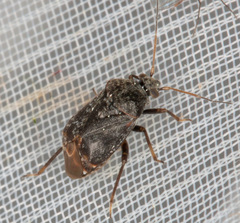 Charagochilus gyllenhalii