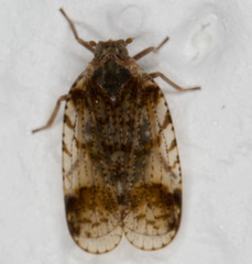 Cixius cunicularius