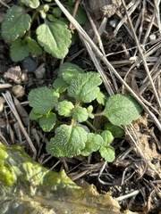 Veronica arvensis