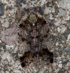 Cixius cunicularius