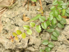 Sageretia thea