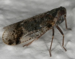 Cixius