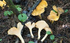 Cantharellus