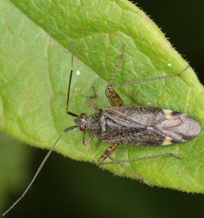 Closterotomus fulvomaculatus