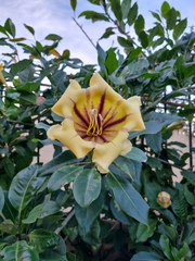Solandra maxima