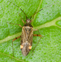 Closterotomus fulvomaculatus