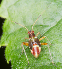 Closterotomus fulvomaculatus