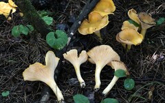 Cantharellus