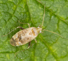 Compsidolon salicellum