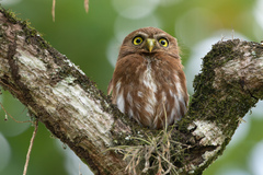 Glaucidium brasilianum