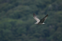 Larus michahellis michahellis