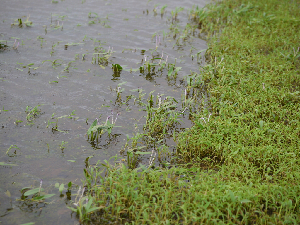 Aponogeton satarensis (Aponogeton satarensis)
