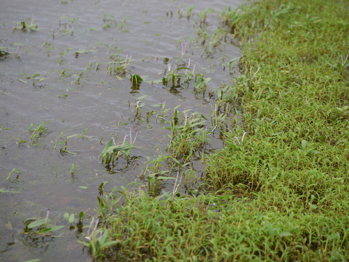 Aponogeton satarensis (Aponogeton satarensis)