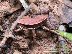 Hydrophylax bahuvistara