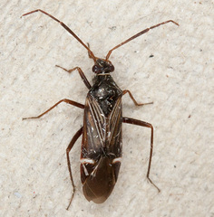 Cremnocephalus albolineatus