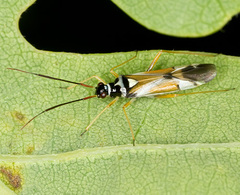 Cyllecoris histrionius