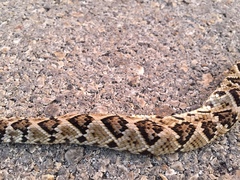 Crotalus tzabcan