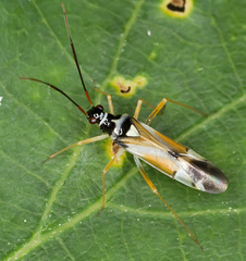 Cyllecoris histrionius