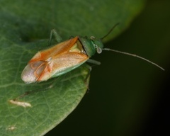Dichrooscytus intermedius