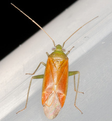 Dichrooscytus rufipennis
