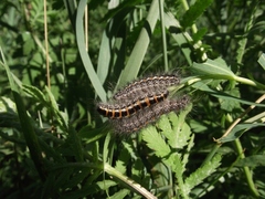 Acronicta geographica